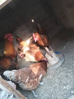 eggs laying dasi hens