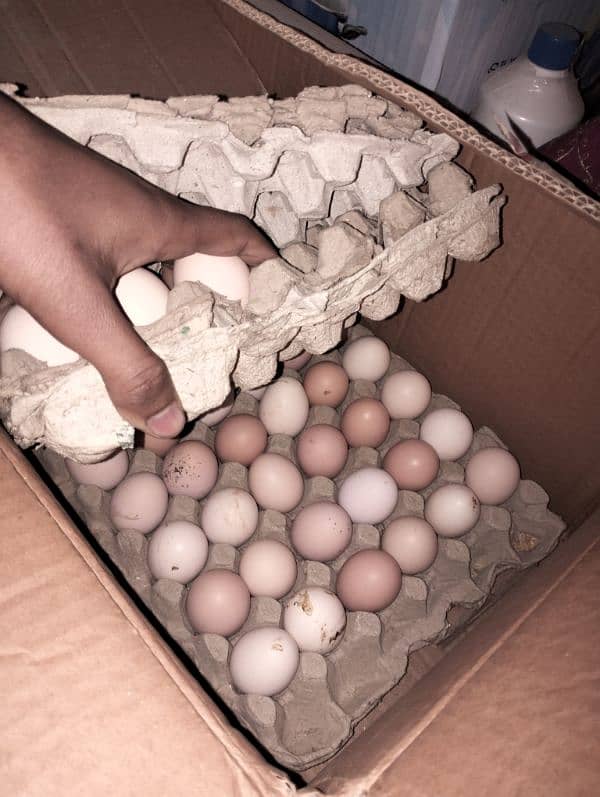 eggs laying dasi hens 4