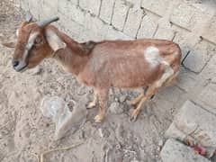 Bakri Urgent Sale