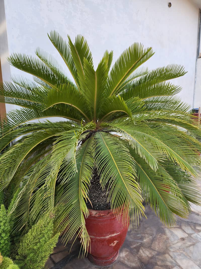 Kanghi Palm-Cycus Palm 0