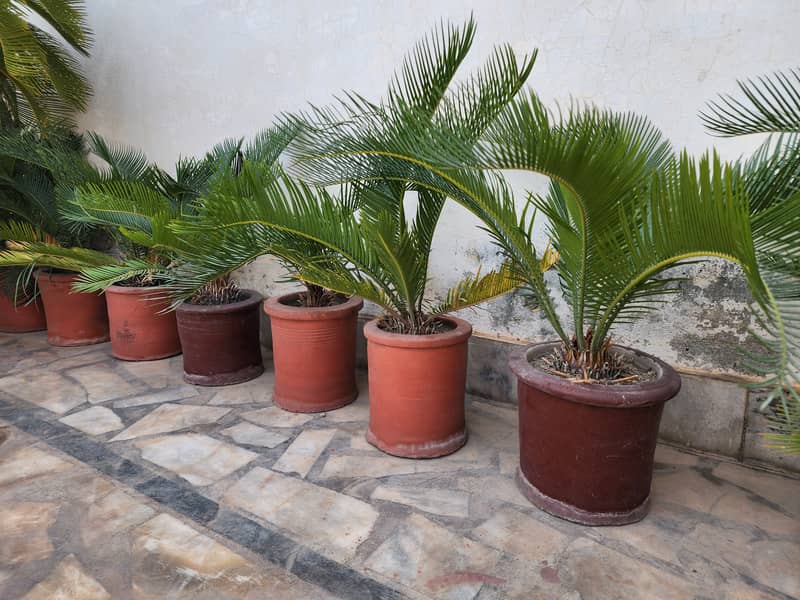 Kanghi Palm-Cycus Palm 1