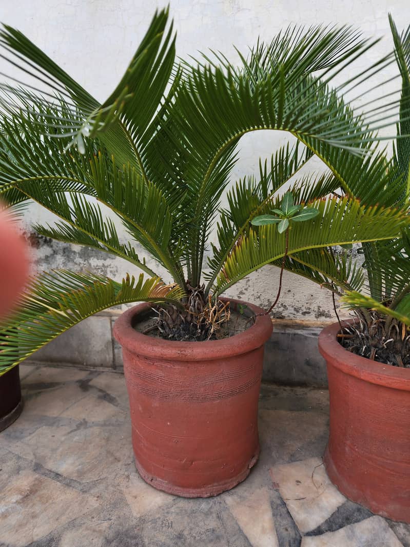 Kanghi Palm-Cycus Palm 2