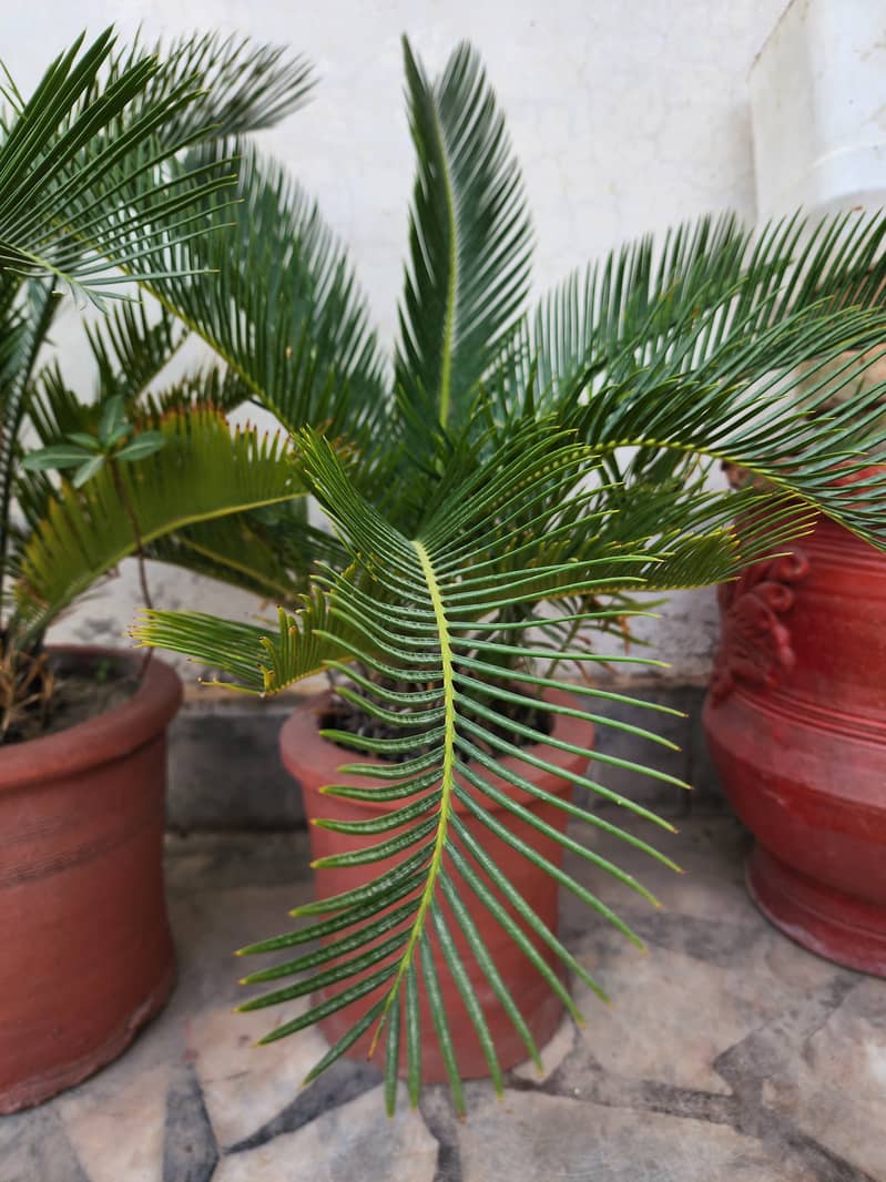 Kanghi Palm-Cycus Palm 3