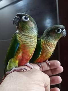 Red factor conure babies/chicks parrots