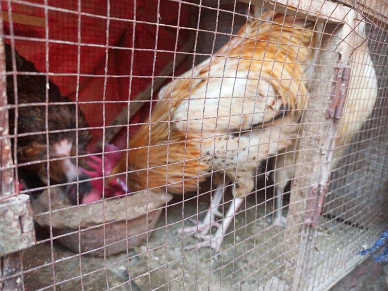 4 female egg laying and  male hen sale urgent 0