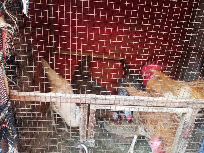 4 female egg laying and  male hen sale urgent 1