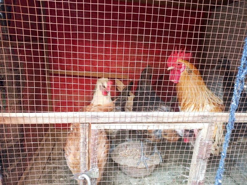 4 female egg laying and  male hen sale urgent 2