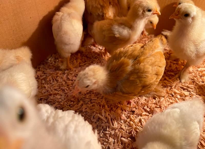 Golden Buff / White Buff / Black Buff chicks 8