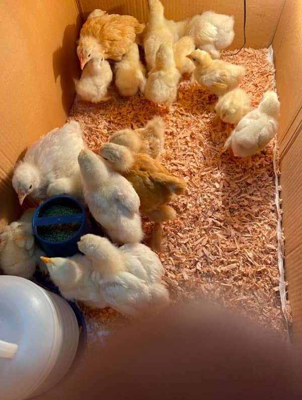 Golden Buff / White Buff / Black Buff chicks 9