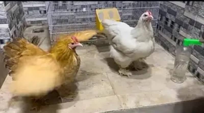 Golden Buff / White Buff / Black Buff chicks 15