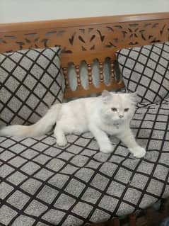 I want to sell this cat  number is 03091459908