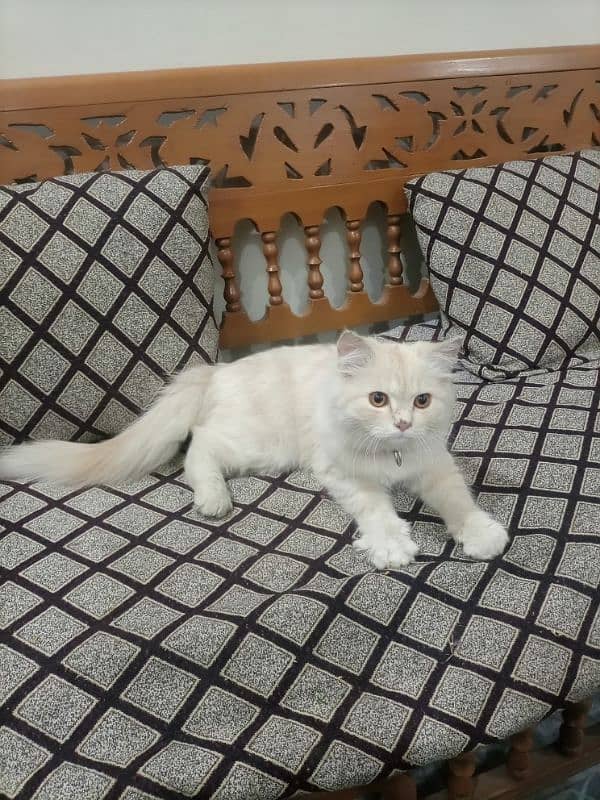 I want to sell this cat  number is 03091459908 1