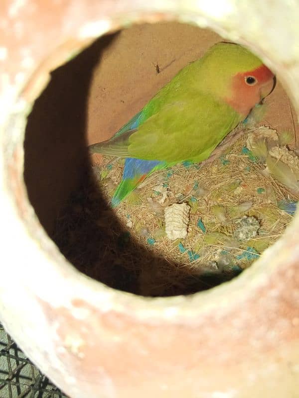 Color Love Bird 1