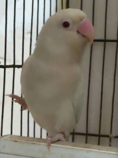 albino red eye male adult