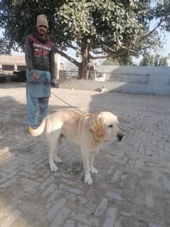 Labrador Dog. Male dog