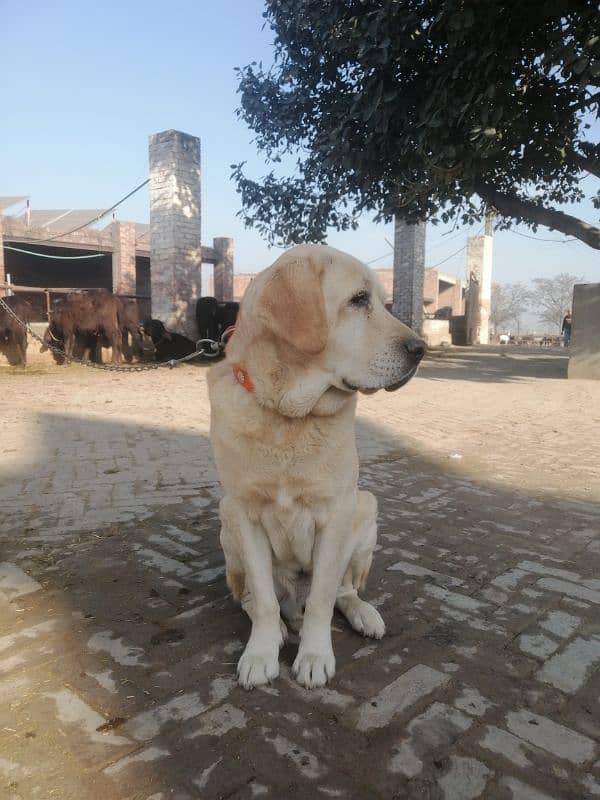 Labrador Dog. Male dog 3