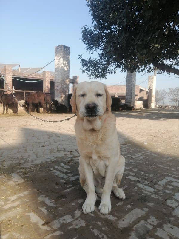 Labrador Dog. Male dog 5