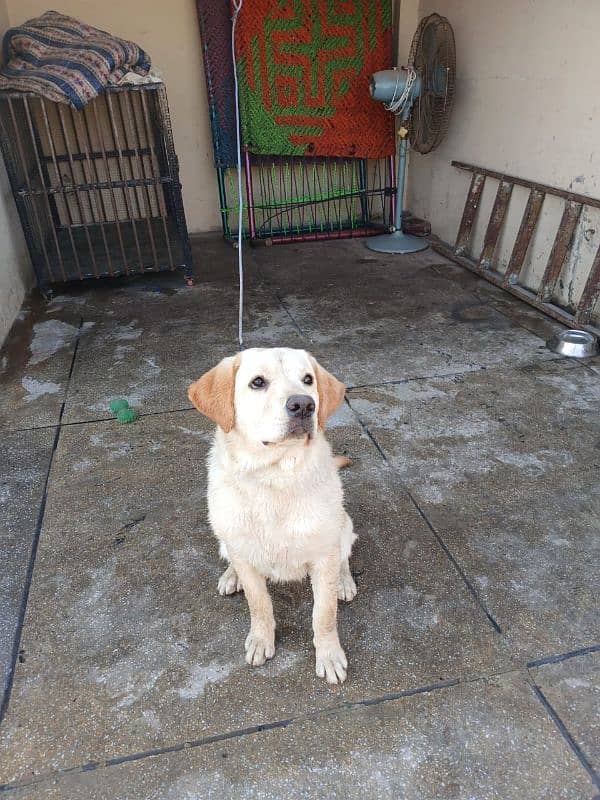 Female Labrador (7 months old). 1