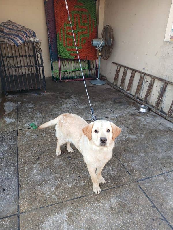 Female Labrador (7 months old). 2