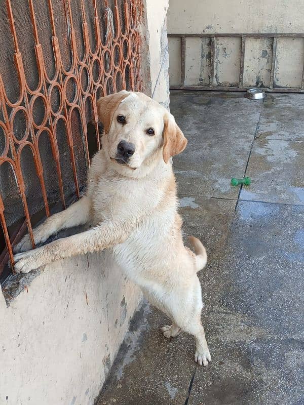 Female Labrador (7 months old). 3