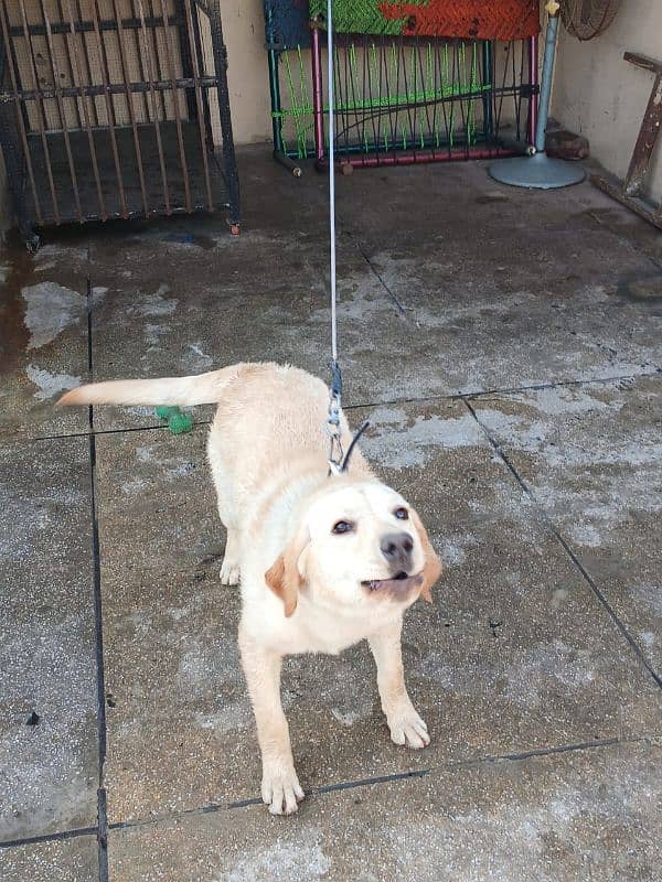 Female Labrador (7 months old). 4