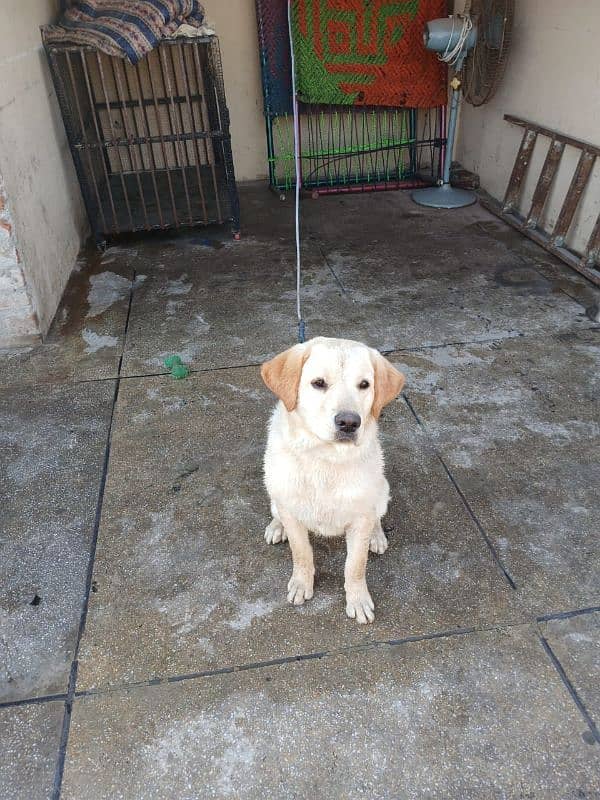 Female Labrador (7 months old). 5