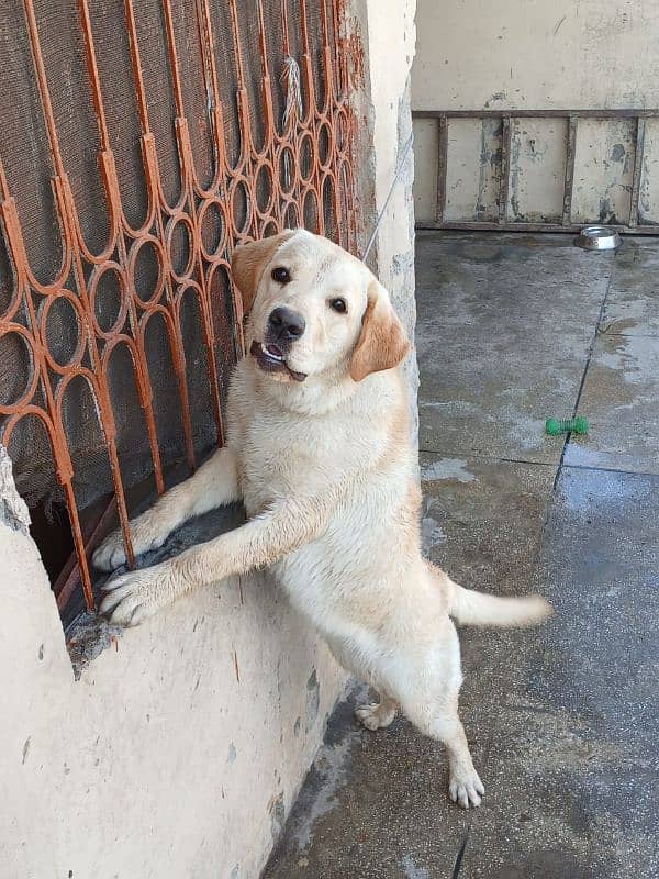 Female Labrador (7 months old). 6