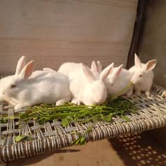 New Zealand white rabbit bunnies for sale