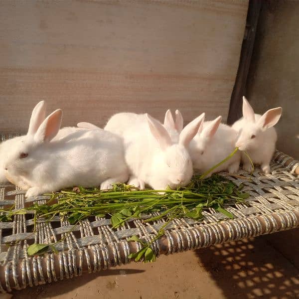 New Zealand white bunnies for sale 0