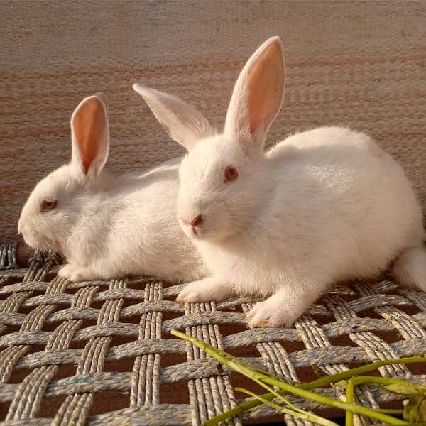 New Zealand white bunnies for sale 1