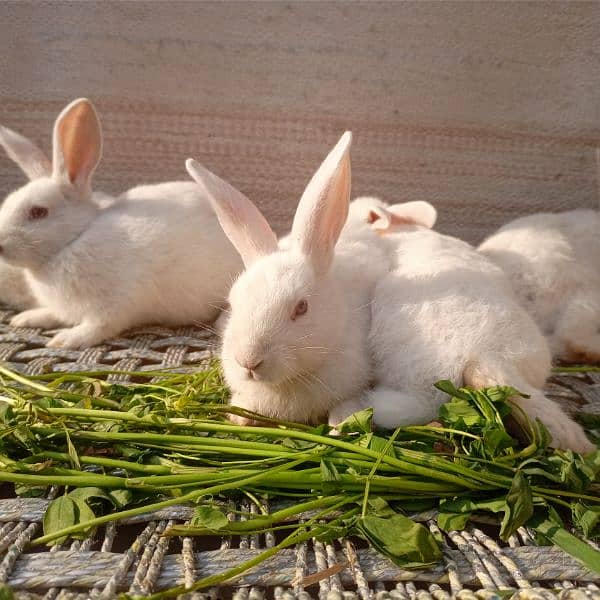 New Zealand white bunnies for sale 2