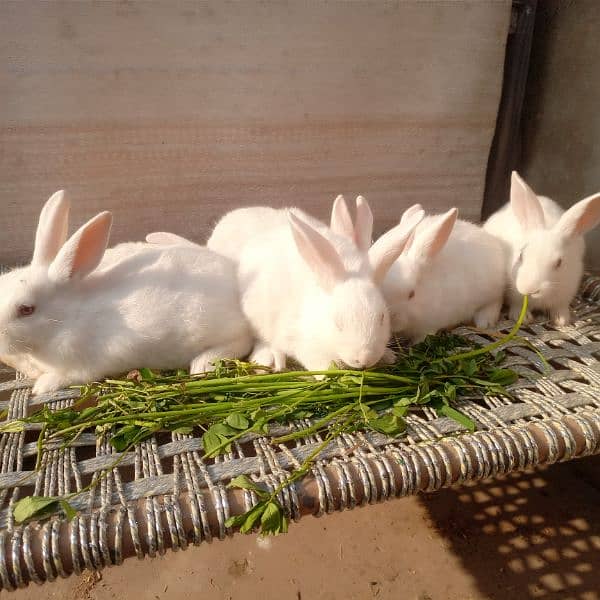 New Zealand white bunnies for sale 3