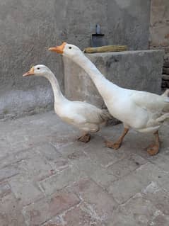 ducks breeder pair