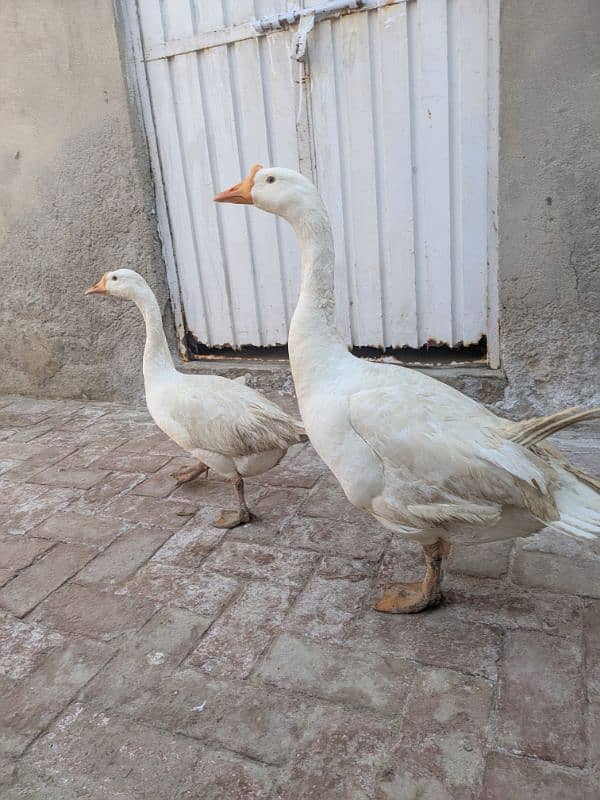 ducks breeder pair 1