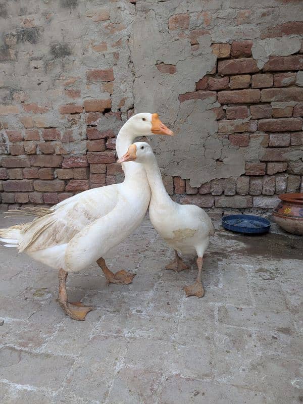 ducks breeder pair 4