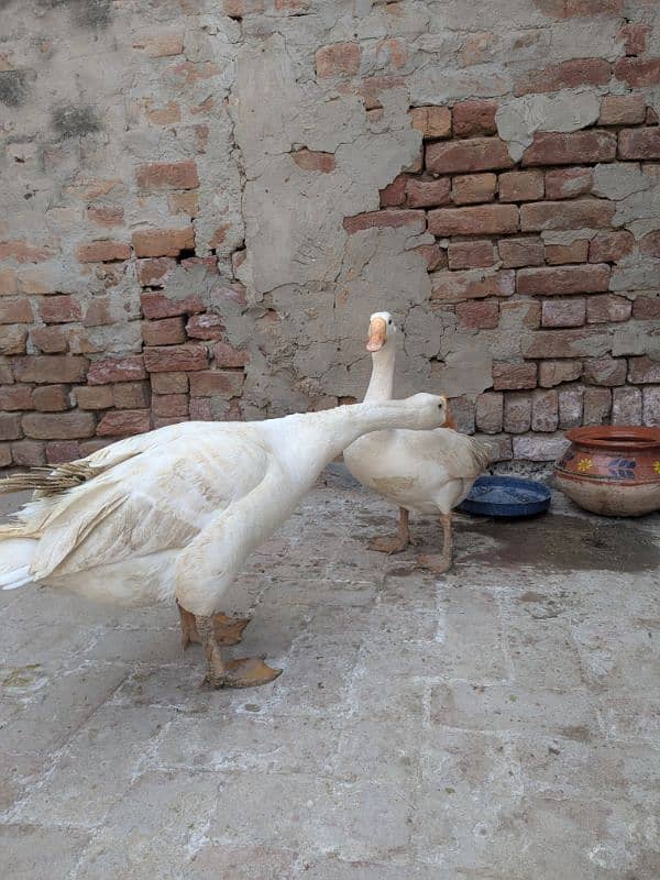 ducks breeder pair 5