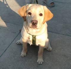 Female Labrador (7 months old).