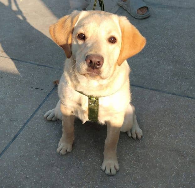 Female Labrador (7 months old). 0