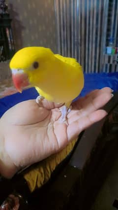 yellow ringnck chick