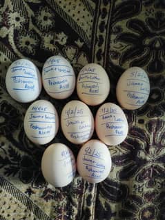 Quality Aseel Breed k eggs available hai