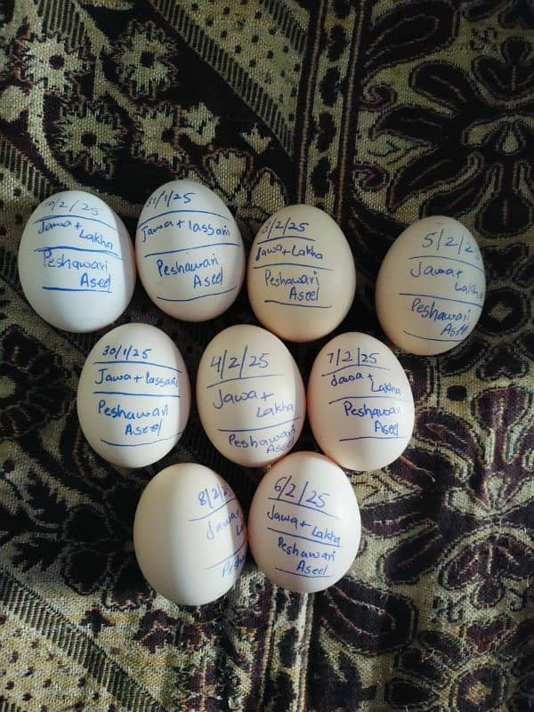 Quality Aseel Breed k eggs available hai 0