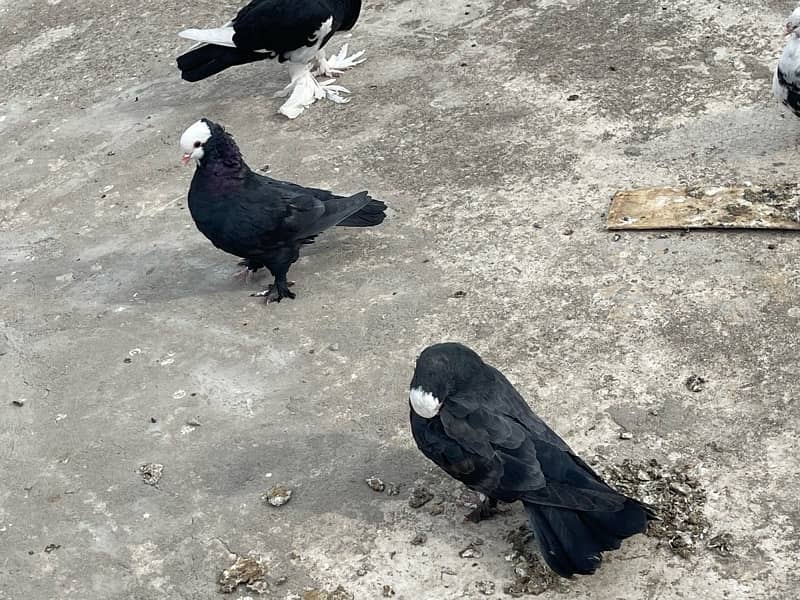 Black Mukhi 1