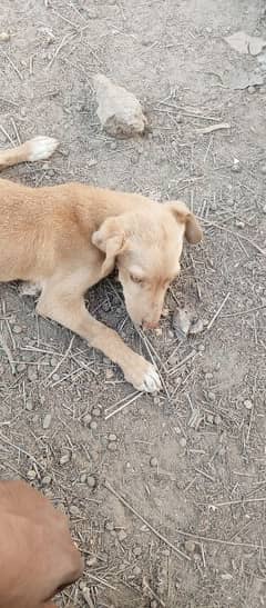 Labrador and pointer cross