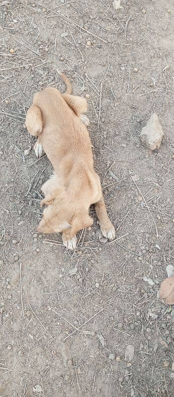 Labrador and pointer cross 1