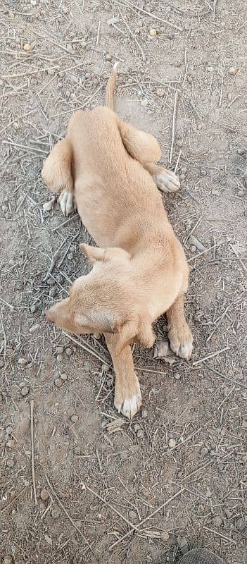 Labrador and pointer cross 2