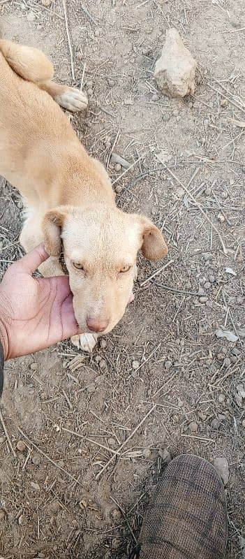 Labrador and pointer cross 3