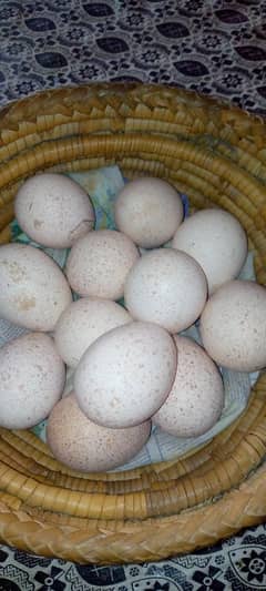 golden turkish bird eggs