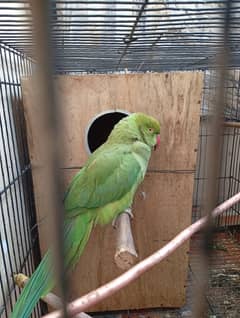 Ringnack Parrots Pair with 5 Eggs 1st breed