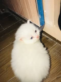 27 days persian triple coated blue eyes kitten