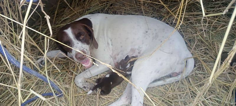 Labrador and pointer cross 4